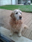 Samba - Golden Retriever (11 ans)