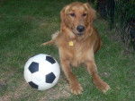 Buddy - Golden Retriever Mâle (1 an)