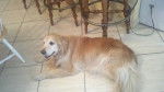 Noah - Golden Retriever Mâle (13 ans)