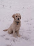 Eclipse - Golden Retriever (4 mois)