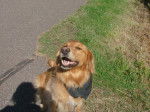 shopie - Golden Retriever (5 ans)