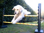 Canisse - Golden Retriever (5 ans)