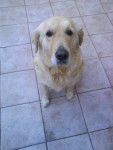 Norma - Golden Retriever (6 ans)