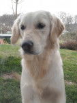 Enza - Golden Retriever (2 ans)