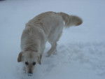 Enza dans la neige - Golden Retriever (2 ans)