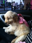 PUPPY - Golden Retriever (4 mois)