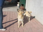 MAMI Y PAPI - Golden Retriever (3 ans)