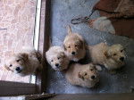 HERMANOS - Golden Retriever (5 mois)