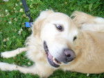 Roxane - Golden Retriever (9 ans)