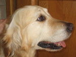 Savana - Golden Retriever (8 ans)