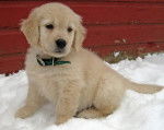 Reichel - Golden Retriever (3 mois)