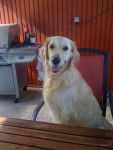 Roxy - Golden Retriever (4 mois)