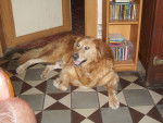 beethoven - Golden Retriever Mâle (14 ans)