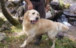 Greesom !! - Golden Retriever Mâle (7 ans)