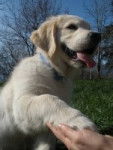 chouchou - Golden Retriever Mâle (1 an)