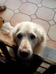 Molly - Golden Retriever (Autre)