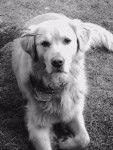 Timmy - Golden Retriever Mâle (6 ans)