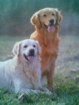 Maya (femelle) &amp; Louka (mâle) - Golden Retriever (7 ans)