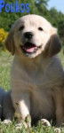 Poukos - Golden Retriever Mâle (8 mois)