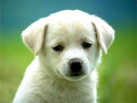 goldie - Golden Retriever (3 mois)