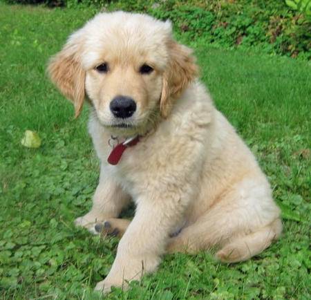 widow - Golden Retriever Mâle (3 mois)