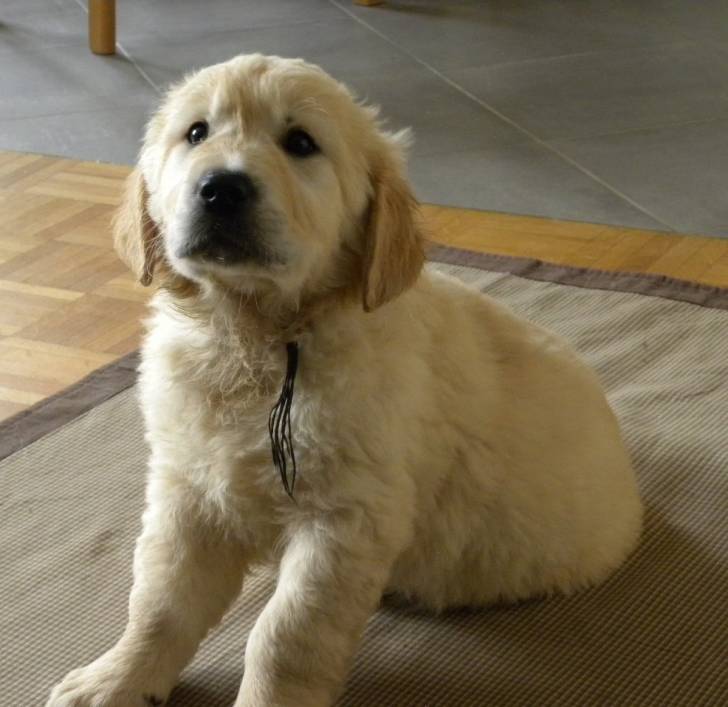 Bouba - Golden Retriever Mâle (5 mois)
