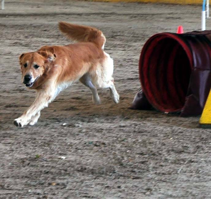 Fathom - Golden Retriever (5 ans)