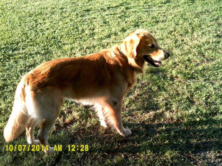 Fathom - Golden Retriever Mâle (5 ans)