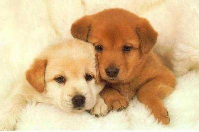 Canelle - Golden Retriever