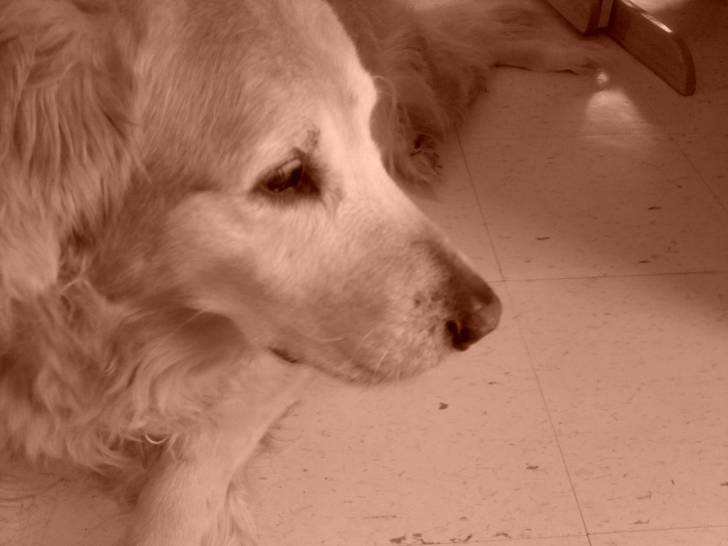 leffe - Golden Retriever Mâle (7 ans)