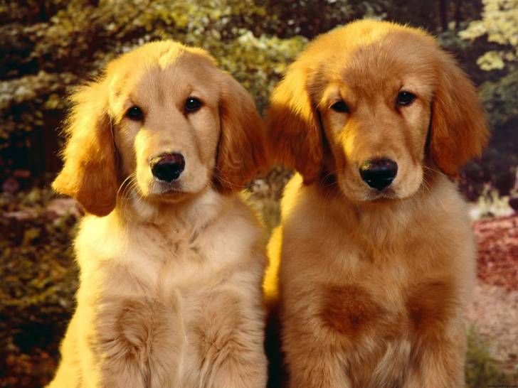 Snowflake - Golden Retriever (1 an)
