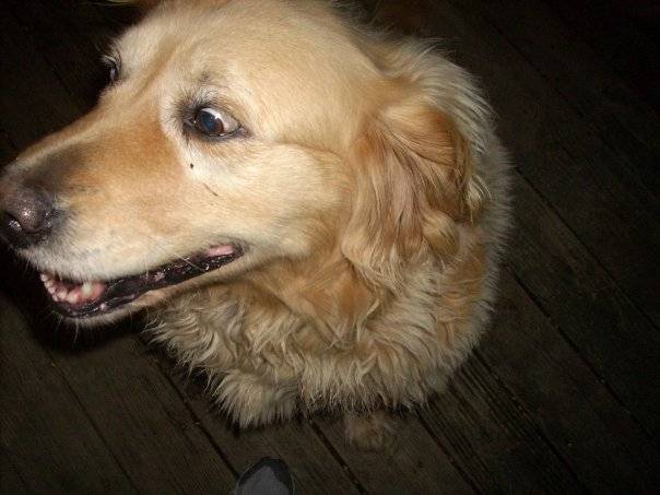 Honey - Golden Retriever (8 ans)