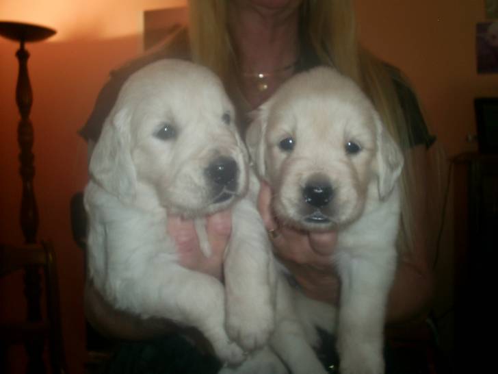 flavie - Golden Retriever (1 an)