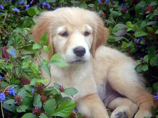 Coco - Golden Retriever Mâle (2 ans)