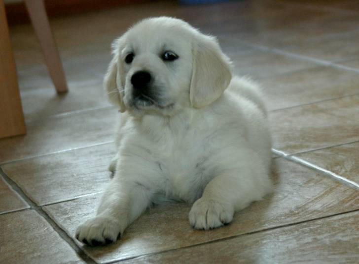 Caline - Golden Retriever (11 mois)