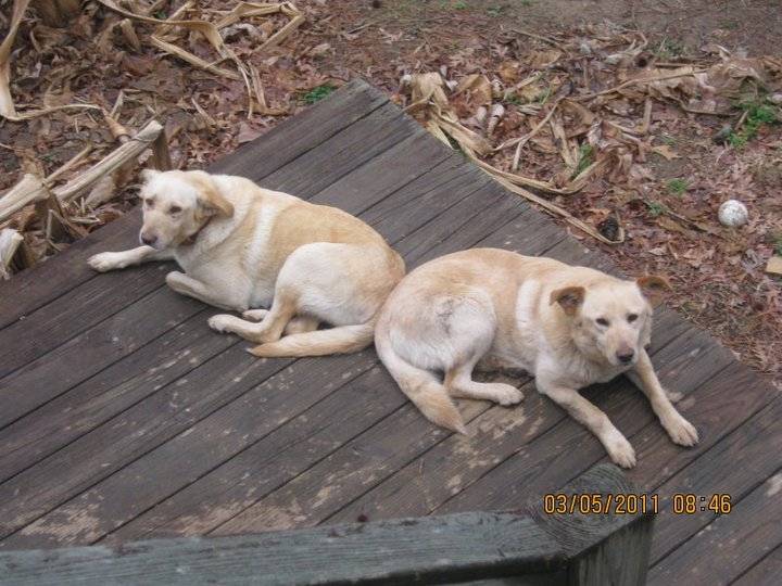 Milley and Molley - Golden Retriever