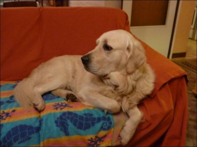 Cisco - Golden Retriever Mâle (7 ans)