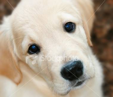 Gaudi (son surnom : Bidibou) - Golden Retriever Mâle (4 ans)
