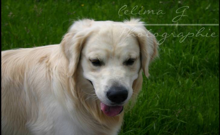 Cody - Golden Retriever Mâle (2 ans)