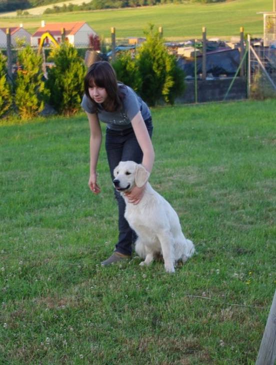 Idylle - Golden Retriever (2 ans)