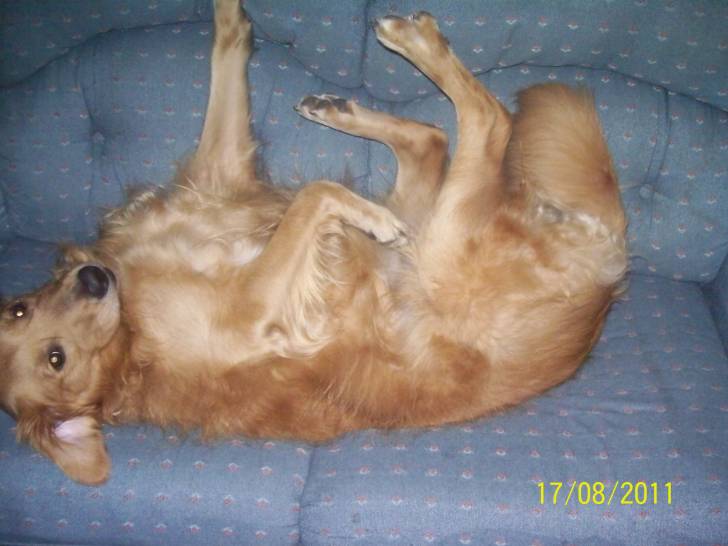Isabell - Golden Retriever (6 ans)