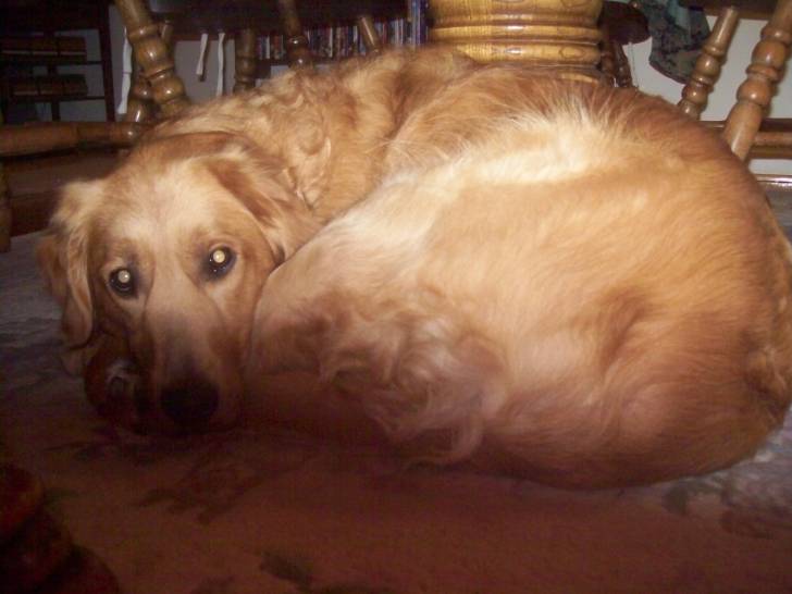 Isabell #2 - Golden Retriever (6 ans)