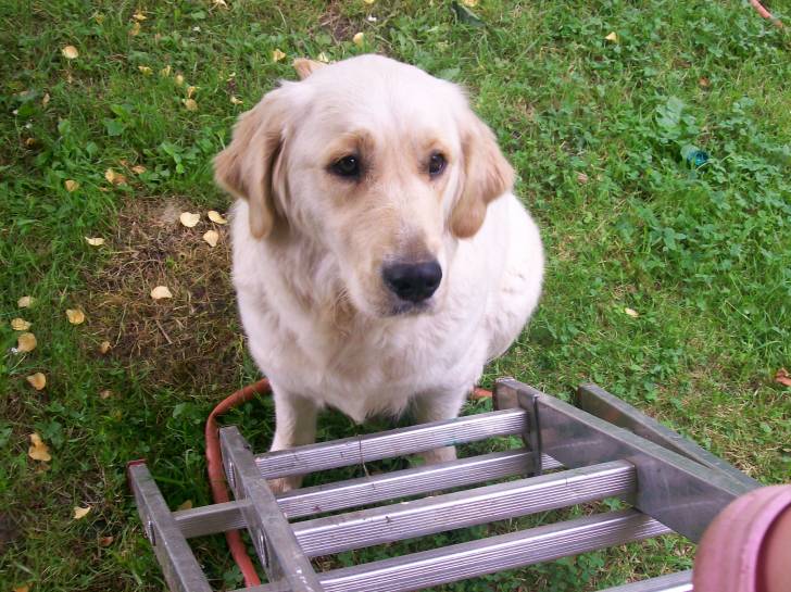 melody - Golden Retriever (2 ans)