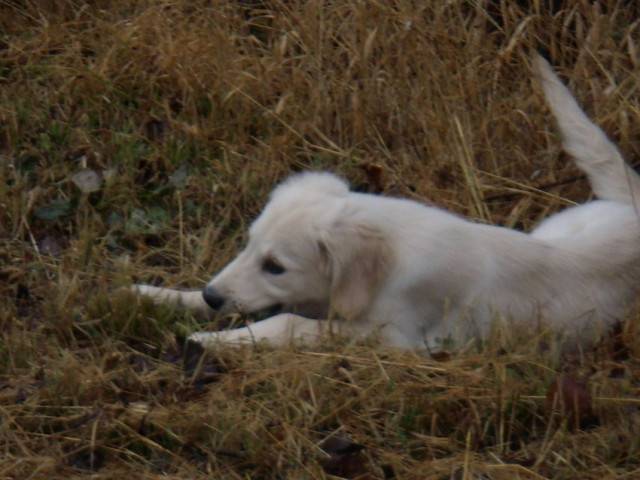 Momo - Golden Retriever Mâle (6 mois)