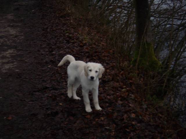 Momo - Golden Retriever Mâle (6 mois)