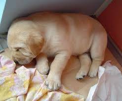 sweetie - Golden Retriever (1 mois)