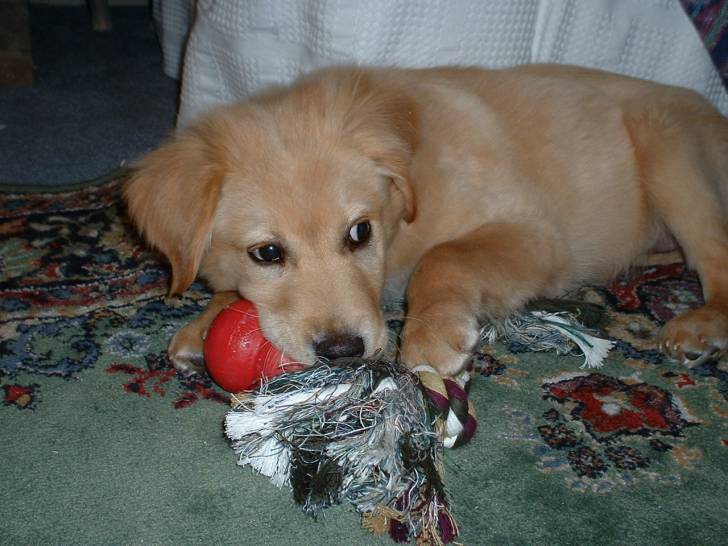 Merlin - Golden Retriever Mâle (3 mois)