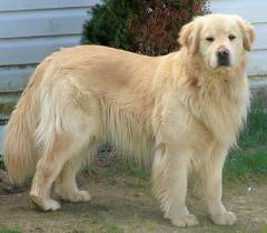 Luca - Golden Retriever Mâle (1 an)