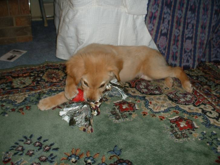 Merlin - Golden Retriever Mâle (3 mois)