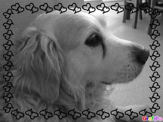 Roy - Golden Retriever Mâle (11 ans)
